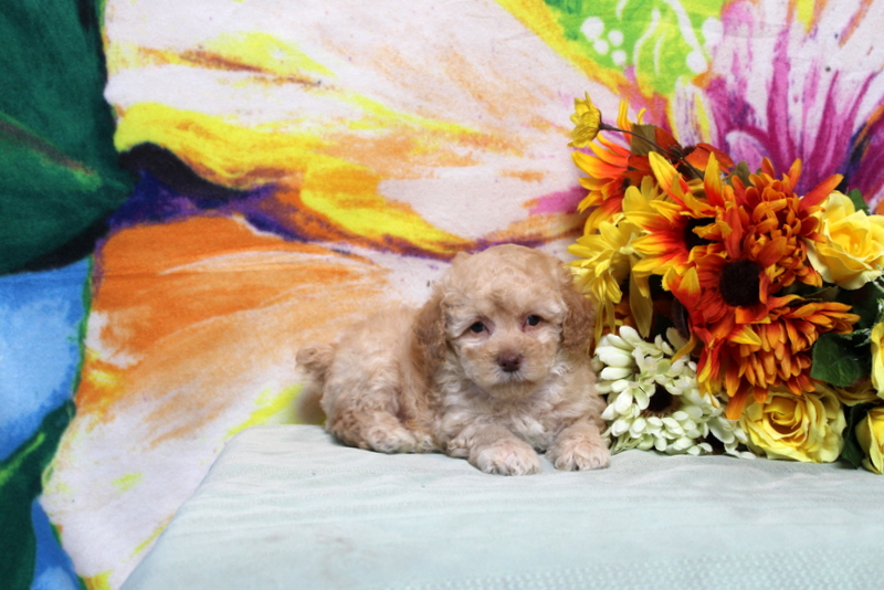 puppy, for, sale, Toy Poodle, Matthew B. Stoltzfus, dog, breeder, Gap, PA, dog-breeder, puppy-for-sale, forsale, nearby, find, puppyfind, locator, puppylocator, aca
